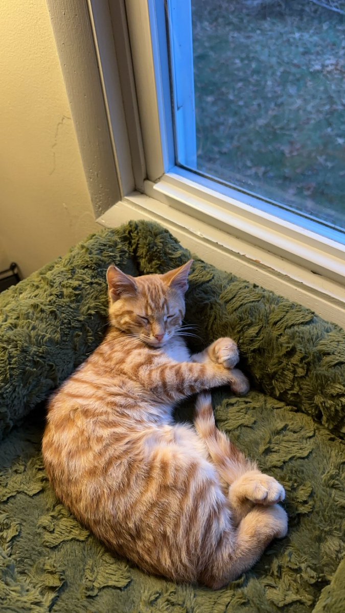 Hannah Petronek 🍄🌳 tweet media