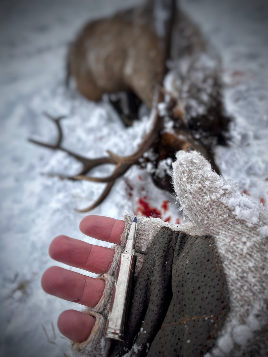 FederalPremium's tweet photo. Gettin' it done with Federal #TerminalAscent

#ElkHunting #TerminalAscent #FederalPremium #ItsFederalSeason

📷: Ryan Pinkalla https://t.co/UFLg3jXc4m