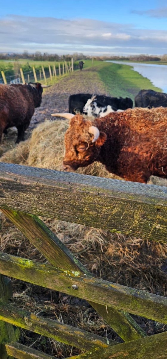 HPMarineProtect's tweet photo. This week the team have been closely monitoring the River Hull, looking at how we can best meet the needs of the communities in the future and providing reassurance to those who live along the banks.  Including a spot of negotiating with some ‘locals’ to allow us through. 🐮 https://t.co/vGPK8F0KOZ