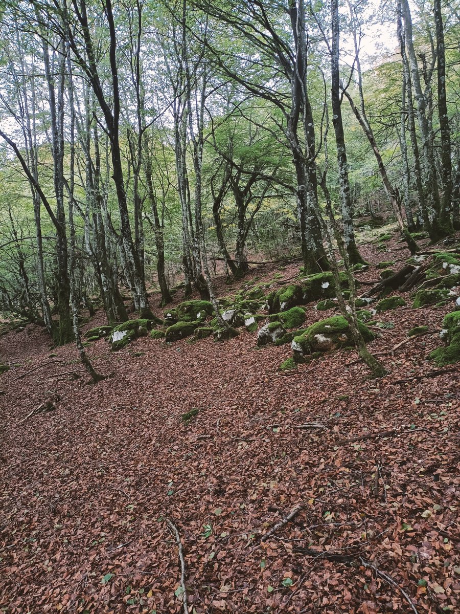 mendira_eus's tweet photo. 📢Igoera berria webgunean:
⛰️Moscadero (1134 m)
🏘️ Añes-tik
📏4,2 km
🔼498 m
Argazki, mapa eta track: https://t.co/NJ6JGe6IC0
🐗🫎⛰️🌳🌲🏔️🍁
📢Nueva ruta en la web:
⛰️ Moscadero (1134 m)
🏘️Desde Añes 
📏4,2 km
🔼498 m
Más fotos, mapa y track: https://t.co/NJ6JGe6IC0
#mendira https://t.co/Kx0zkpWFLm