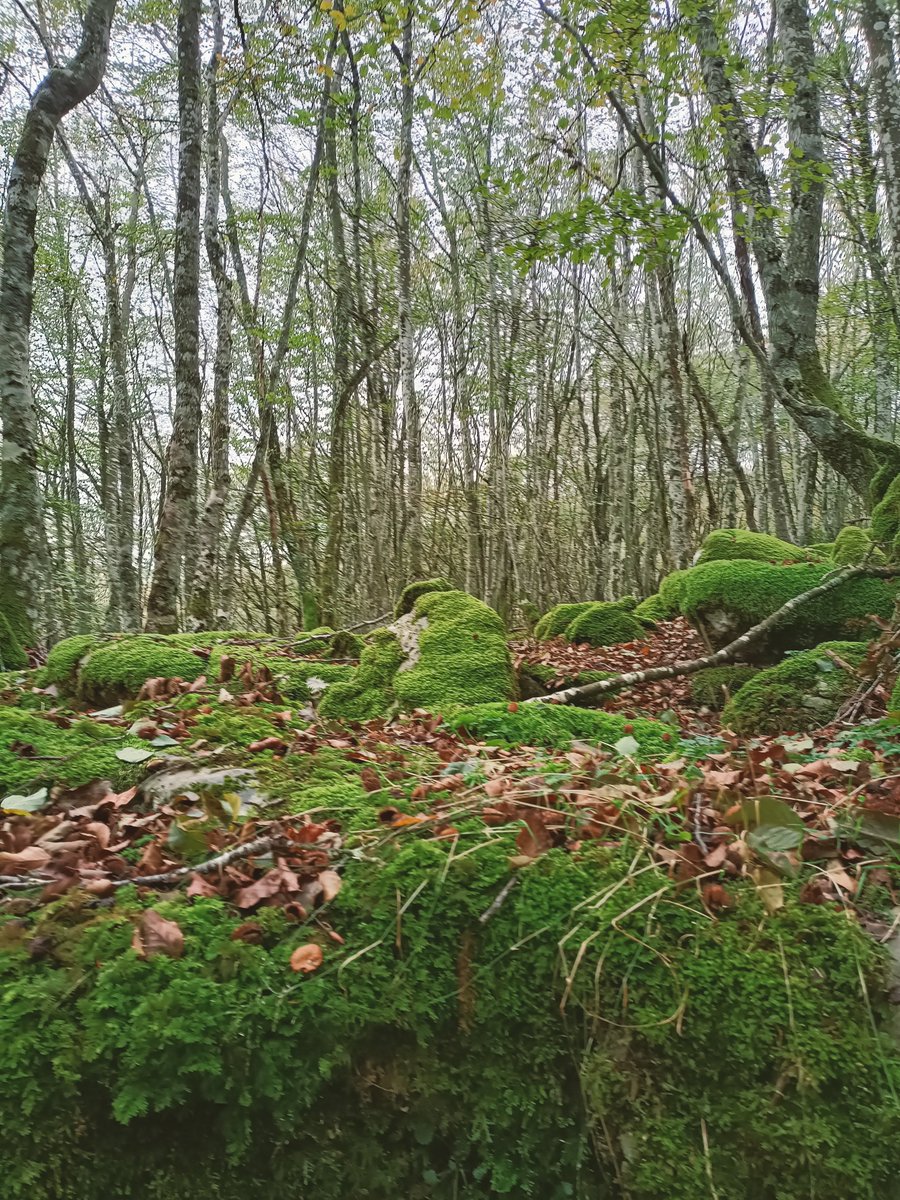mendira_eus's tweet photo. 📢Igoera berria webgunean:
⛰️Moscadero (1134 m)
🏘️ Añes-tik
📏4,2 km
🔼498 m
Argazki, mapa eta track: https://t.co/NJ6JGe6IC0
🐗🫎⛰️🌳🌲🏔️🍁
📢Nueva ruta en la web:
⛰️ Moscadero (1134 m)
🏘️Desde Añes 
📏4,2 km
🔼498 m
Más fotos, mapa y track: https://t.co/NJ6JGe6IC0
#mendira https://t.co/Kx0zkpWFLm