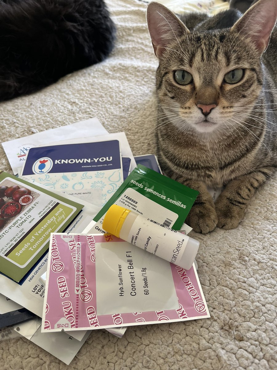 WDCGardener's tweet photo. Fancy is helping me sort #seeds from the @AASGardenWinner program. I plan to grow many and I’ll be sure to share some too! I just posted details of our upcoming Seed Exchanges at #brooksidegardens and #greenspringgardens to (see link in bio). #gardendc #aaswinners #seedswapday https://t.co/SI0yVa6WZi