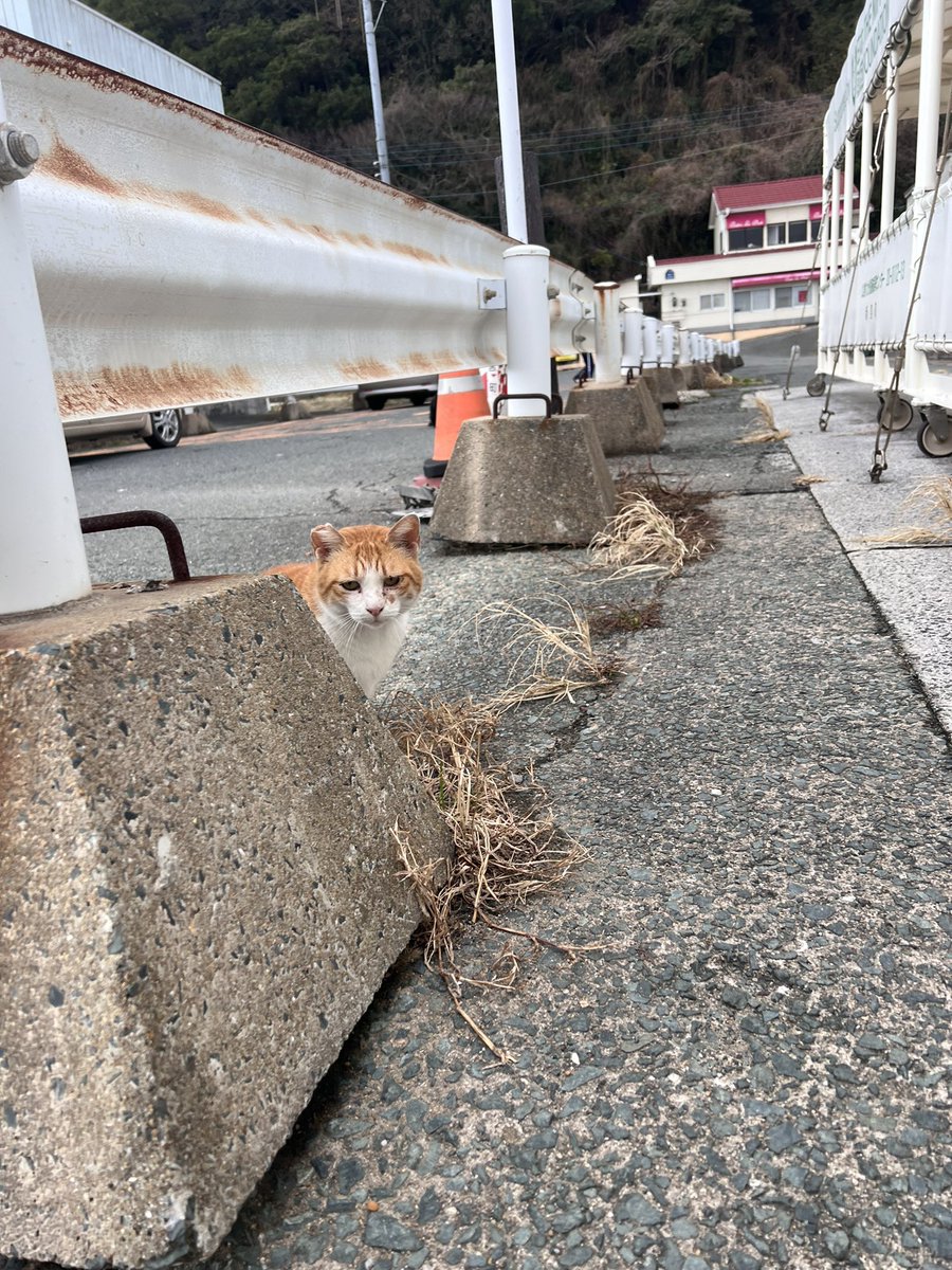 stepnshiba's tweet photo. @Stepnofficial #STEPNRecap2023
#STEPN

走るのやめて猫探しながら歩いてるのばれるやん🥹 https://t.co/c5mctO63Am