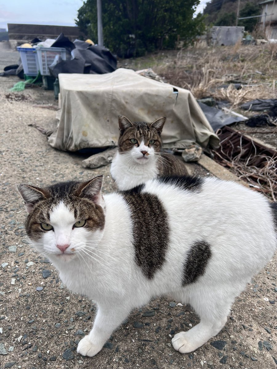 stepnshiba's tweet photo. @Stepnofficial #STEPNRecap2023
#STEPN

走るのやめて猫探しながら歩いてるのばれるやん🥹 https://t.co/c5mctO63Am