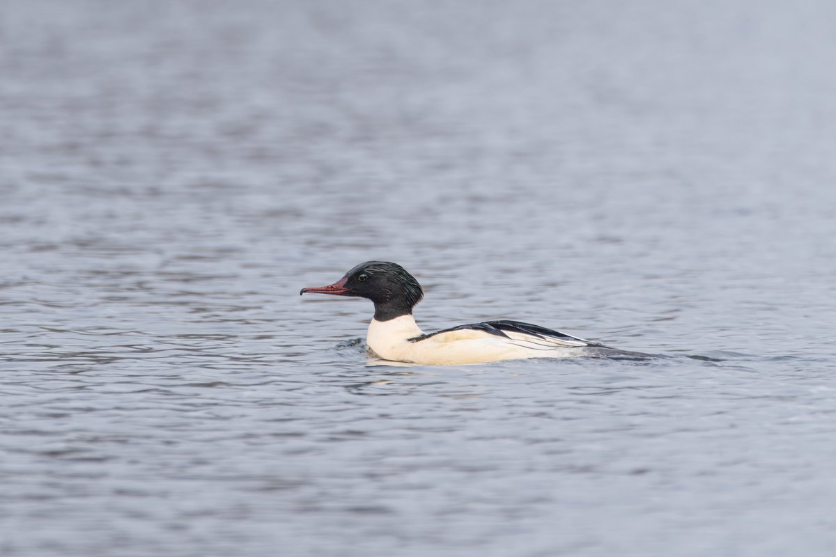 JustD55555's tweet photo. Male goosander still on Stocker's Lake at south end early afternoon until it was spooked by 3 men in a boat and flew north. @Hertsbirds https://t.co/fGHqtVmD0B