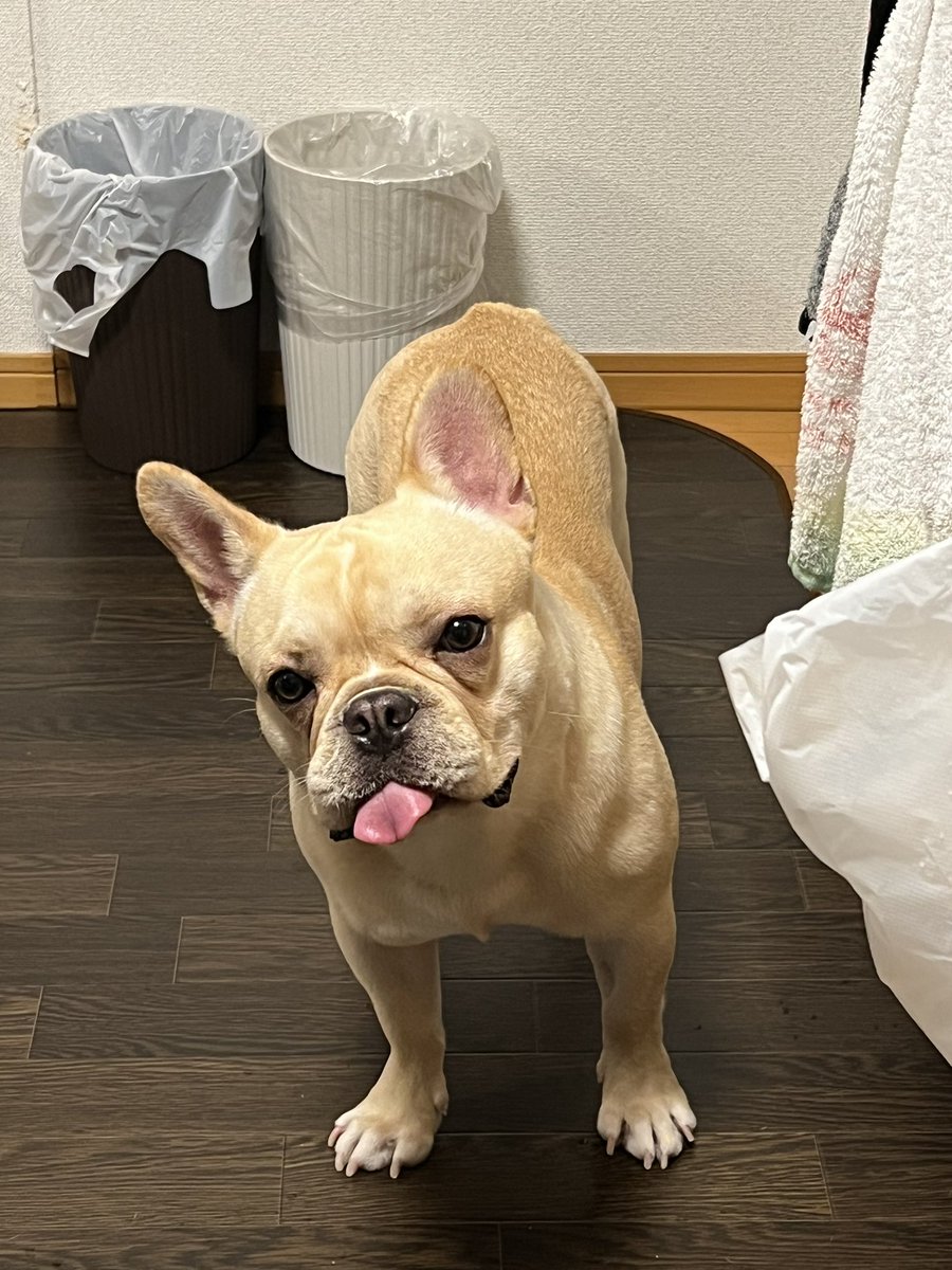ペロンチョ