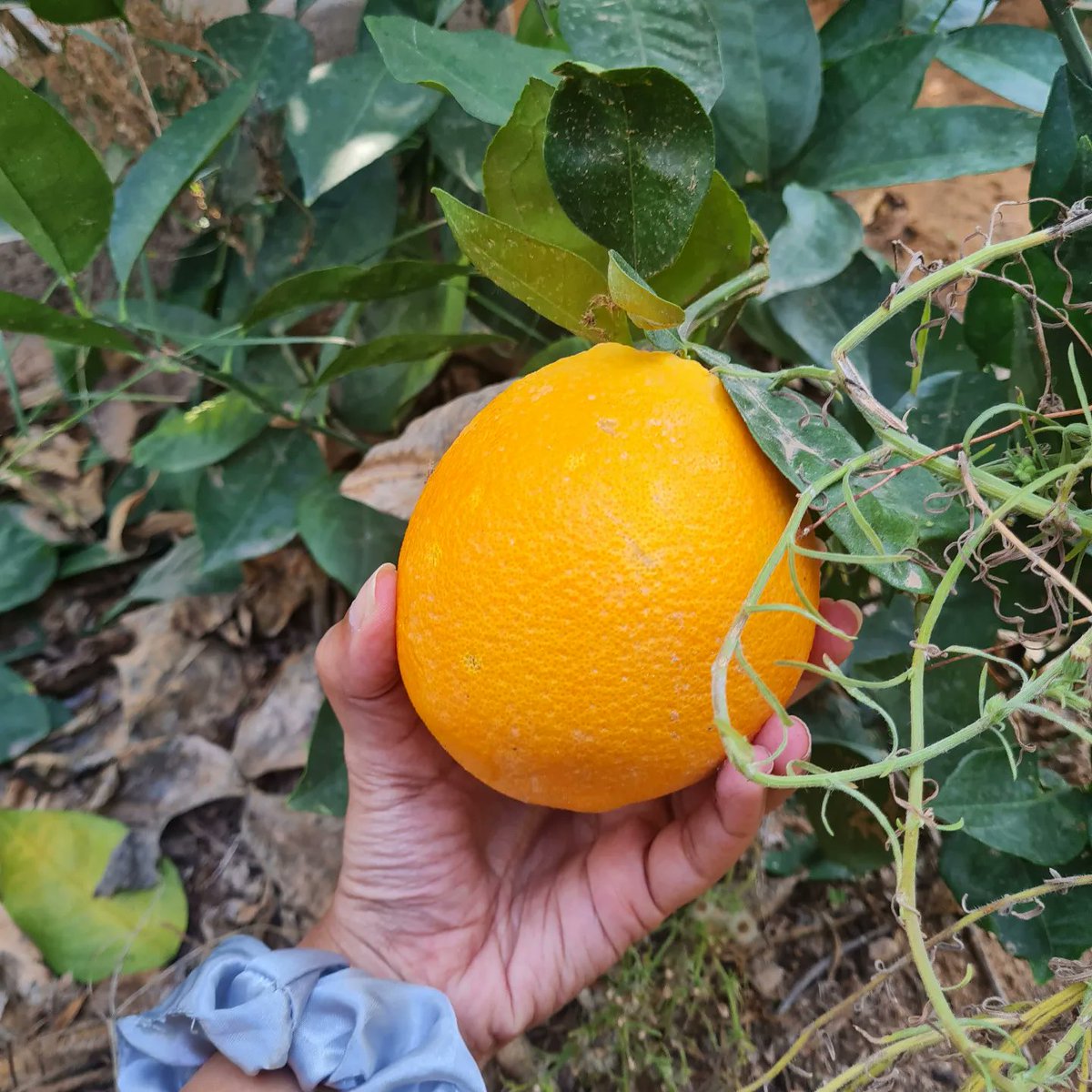 Kh_Fareda's tweet photo. تحت ظلال شجرة برتقال بيتنا 🍊🤍 https://t.co/uubLUZxIJv