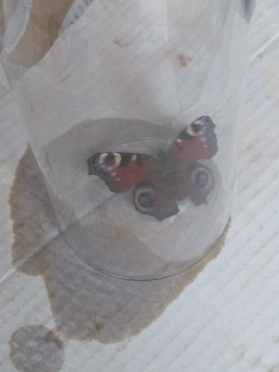 Anyone else got a peacock butterfly hibernating in their curtains? Seen here with a sugary drink.