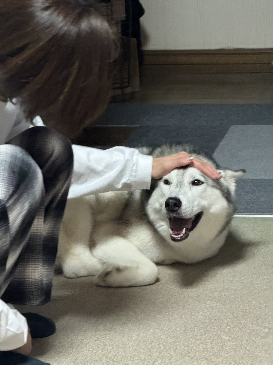 menmi011's tweet photo. 沢山話しかけ、沢山褒め、沢山ガチギレした

犬って表情豊かだよね！ https://t.co/NjjS5yfqO3