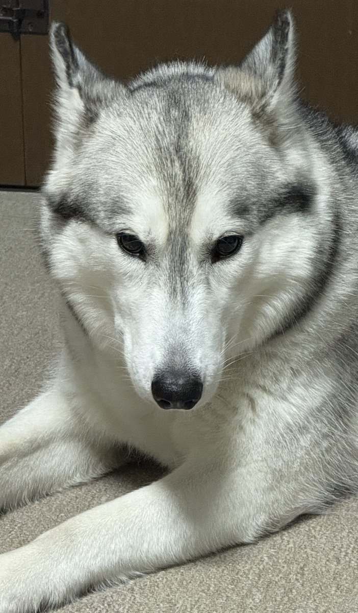 menmi011's tweet photo. 沢山話しかけ、沢山褒め、沢山ガチギレした

犬って表情豊かだよね！ https://t.co/NjjS5yfqO3