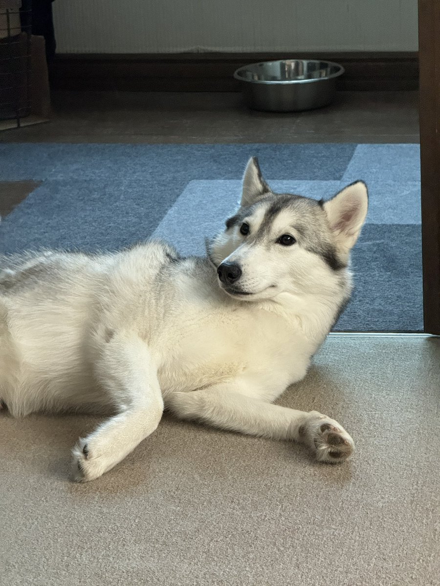 menmi011's tweet photo. 沢山話しかけ、沢山褒め、沢山ガチギレした

犬って表情豊かだよね！ https://t.co/NjjS5yfqO3