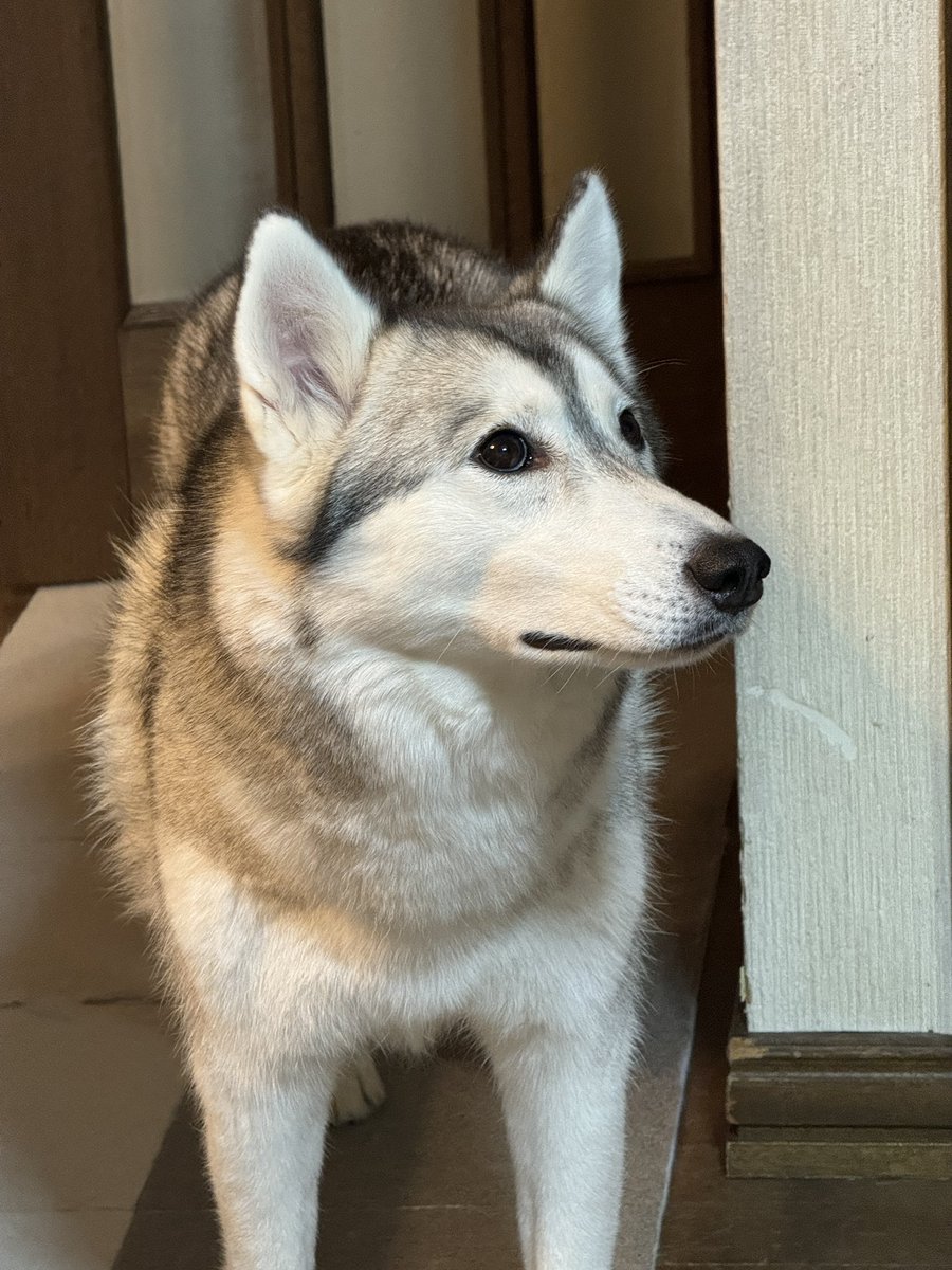 menmi011's tweet photo. 沢山話しかけ、沢山褒め、沢山ガチギレした

犬って表情豊かだよね！ https://t.co/NjjS5yfqO3