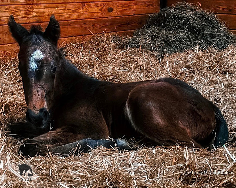 The first foal by Mind Control, the most accomplished stallion to retire to NY in decades, arrived at @IrishHillFarm! @BlueStreakLLC bred the daughter of Freud mare Gentle Annie. Mind Control is at @IhdvStallions after starting at @rockridgestud. More: tinyurl.com/2amhdjhk