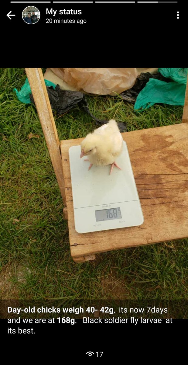 ChrisKapche's tweet photo. Day old broiler chicks weigh between  40-42grams.
Our chicks are fed on black soldier  fly since day one @barawavalli . 
They are 7days old today and we gained 168grams  . Meaning we gained 126grams in 7days. @RIL_Uganda @SebeiNation @WKapchorwa https://t.co/j8zI6pkhyM