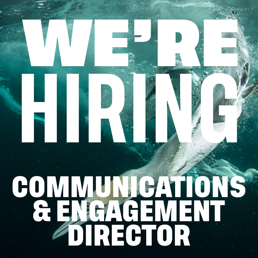 RewildingB's tweet photo. We’re seeking a strategic comms specialist to join our Senior Leadership Team and lead our comms team.

This is a unique opportunity to play a key role in building our brand, sharing positive #rewilding stories and delivering our ambitious vision 👇
https://t.co/FqwOsSnC3K https://t.co/Yh3sHNeluA