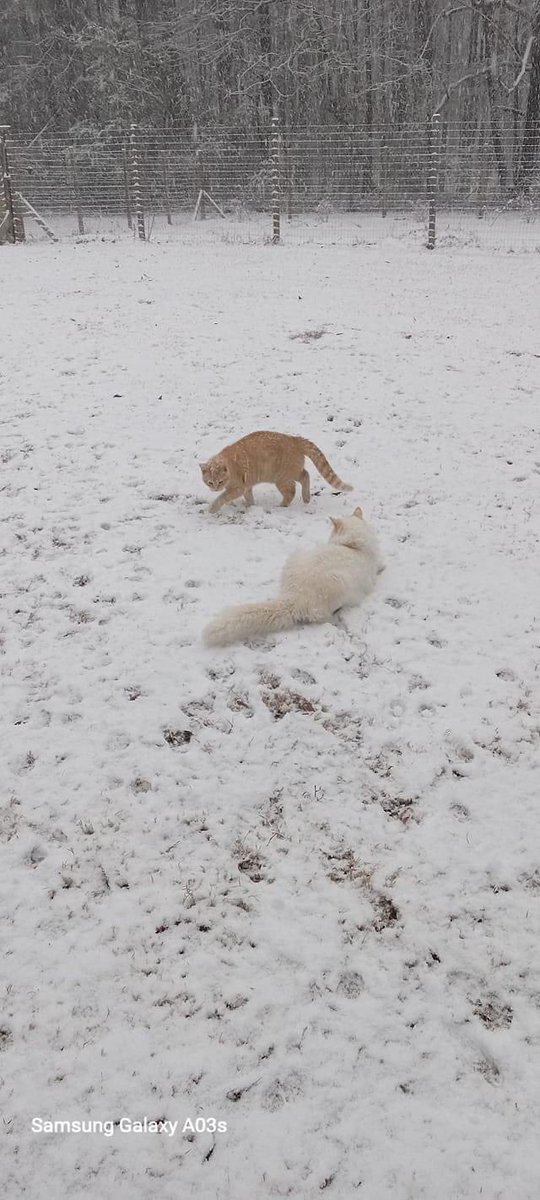 Scarlet and Snowball enjoying g the snow in Hollis (Perry County) from AnnaMarie Tate