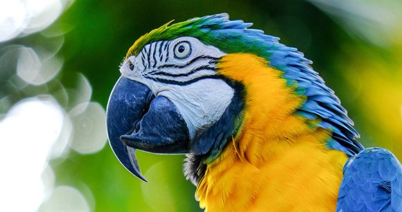 DYK that parrots and other caged birds are the largest group of captive wild animals in the US? This #NationalBirdDay, we’re spreading awareness about the millions of birds suffering due to the exotic pet trade—and the regulations put in place last year to help protect them. 🧵