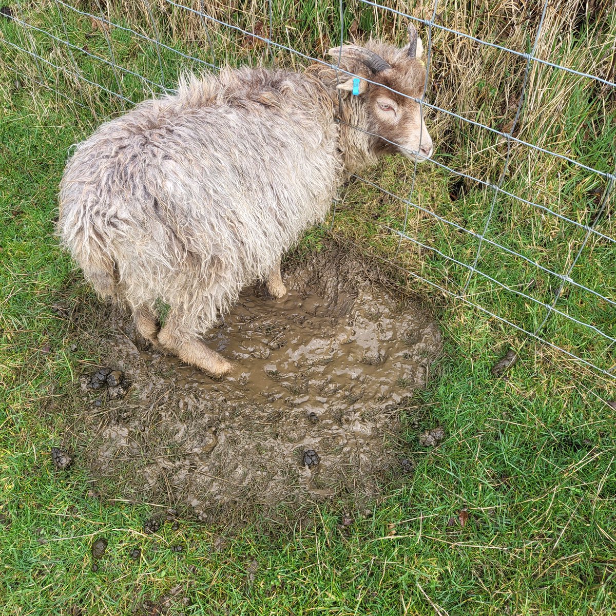 A few weeks ago I tried the stick acrossed the horn’s method to stop the daily routine of releasing said lamb from fence. After a week or so I thought she was cured. Not so the second picture taken this morning. Now where did I put that stick?
