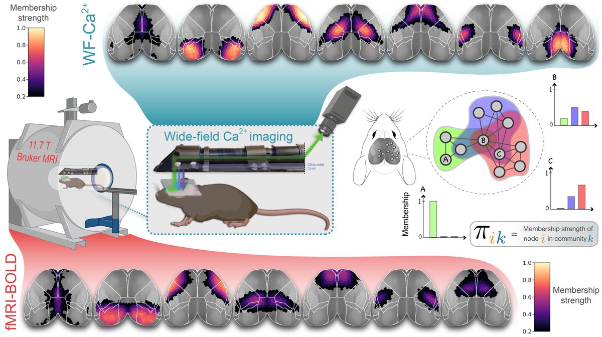 Ever wondered how closely #fMRI brain networks reflect a neural underpinning❓ We address this using simultaneous fMRI & widefield Ca²⁺ imaging in mice, and the answer is… complicated! 👉🧵[1/n] Jointly supervised by @EvelynMRLake & @PessoaBrain nature.com/articles/s4146…