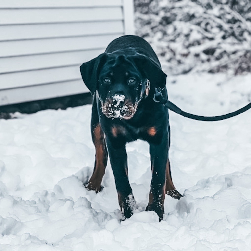 A reminder from our friend Bentley to make the most of these winter months! While staying warm inside is tempting, it's important that your dog maintains a proper exercise routine, even during colder weather. #RoyalCaninDogs 📷: @Bentley_therottie
