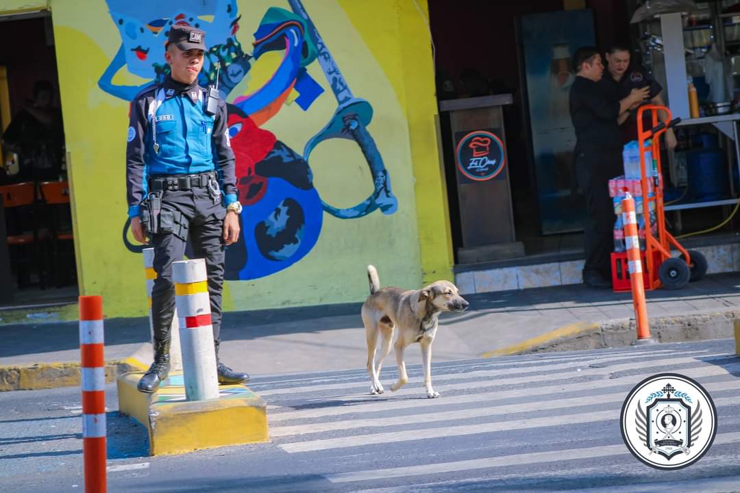Firulais utilizando el paso peatonal. ⭐⭐⭐⭐⭐
10/10

Recuerden siempre brindar el paso y tomar agüita. ❤️