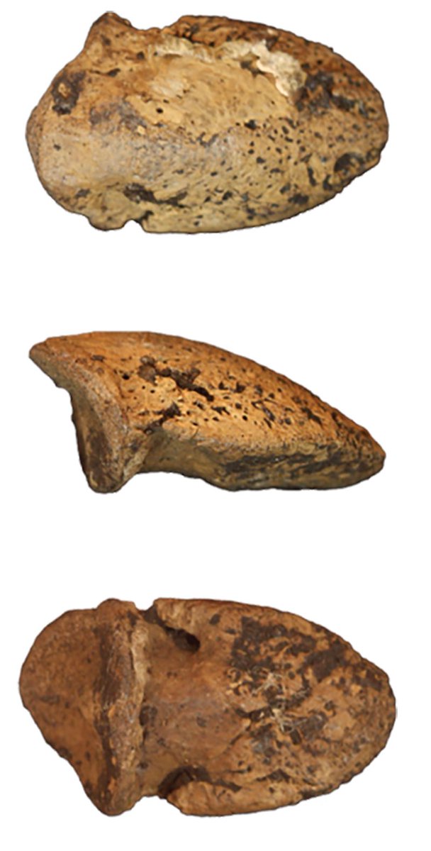 Happy #FossilFriday! Meet Boverisuchus, the amazing crocodyliform from Europe &amp; North America (about 45 million yrs ago). It was well-adapted for hunting on land, w/ long legs held under the body, a shorter tail &amp; hoof-like toes + it had serrated teeth! Likely prey: early horses!