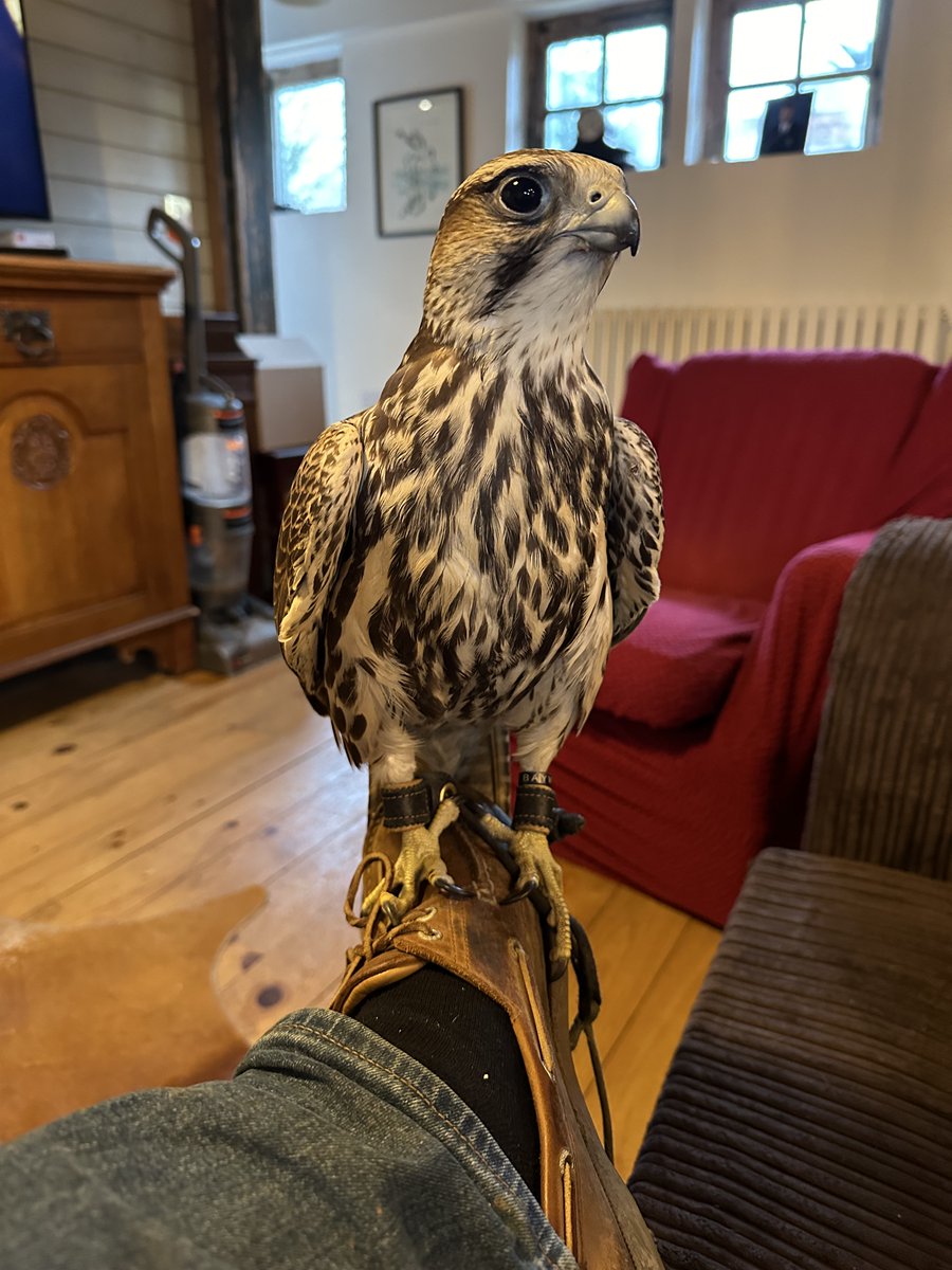 Would love to introduce you to my new hunting partner he is still looking for a new name any ideas. Male Gyr/Lanner  falcon