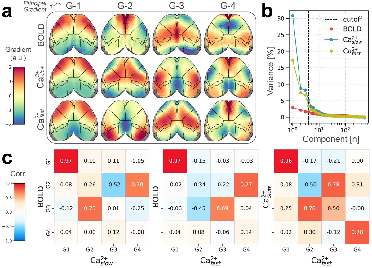 We determined the top 4 FC gradients. We discovered G-1's remarkable consistency across BOLD and Ca²⁺ conditions (r = 0.97), lending fundamental support for its neural origin. ➡️ at a very coarse level, fMRI & Ca²⁺ signals capture the same underlying organization. 🧵[12/n]