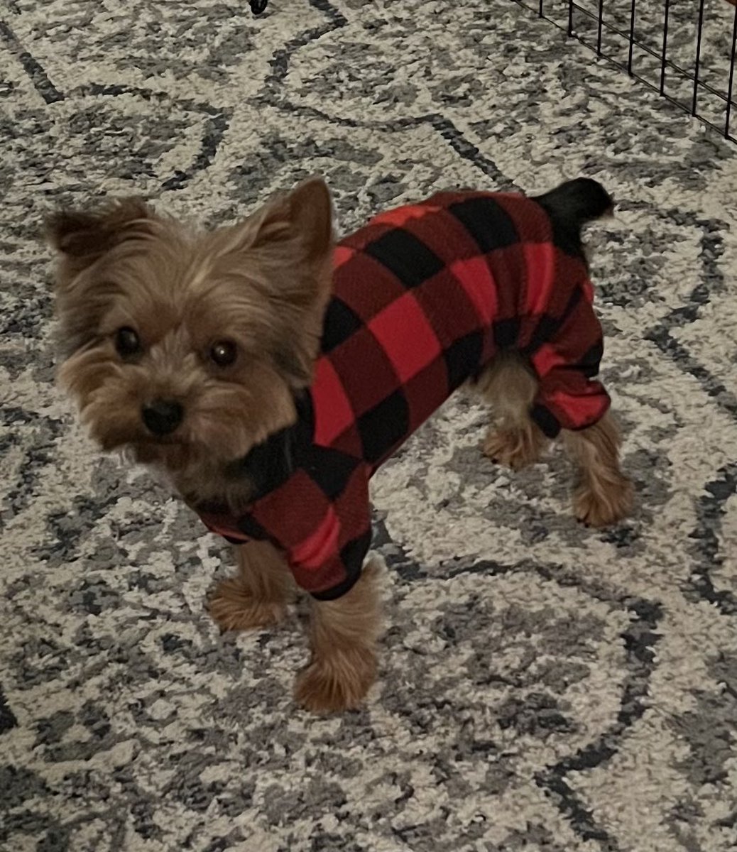 FitzTheYorkie21's tweet photo. Rocking the thermal underwear https://t.co/j8zQjesxjv