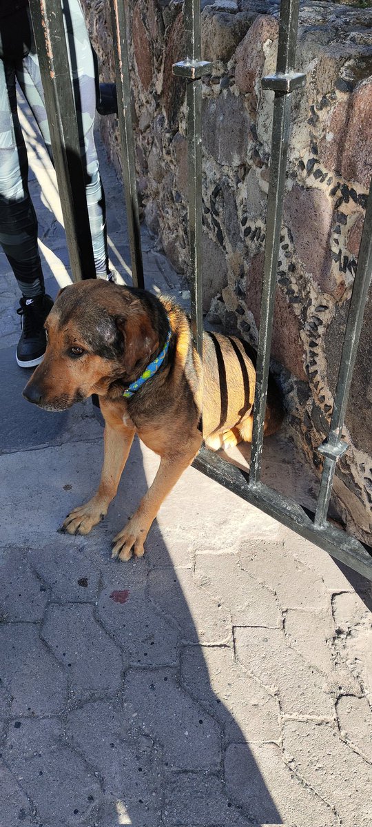 luisanlu's tweet photo. Alguna persona bondadosa que pueda ayudar a este pobre perrito que se encuentra atrapado entre dos rejas en #Tequisquiapan. https://t.co/HkZiPvHzRp
