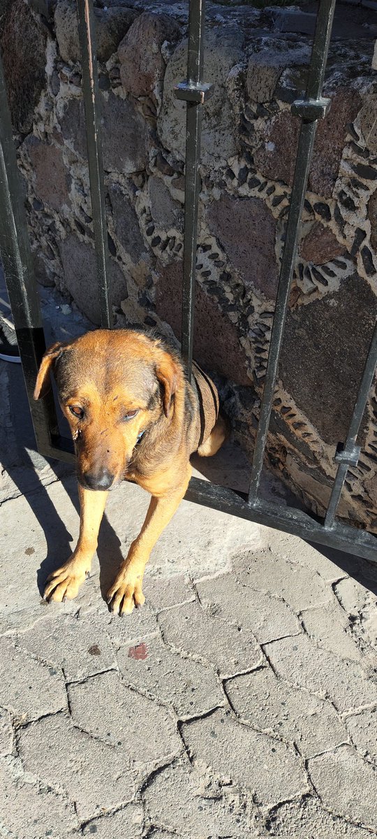 luisanlu's tweet photo. Alguna persona bondadosa que pueda ayudar a este pobre perrito que se encuentra atrapado entre dos rejas en #Tequisquiapan. https://t.co/HkZiPvHzRp