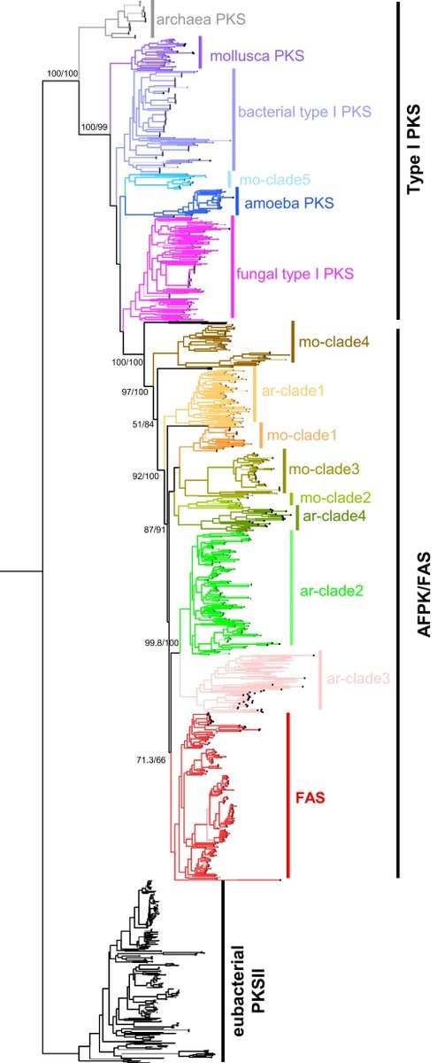 Figure 7 shows the evolutionary history of PKS/FAS KSs across nature, suggesting an ancestral PKS diverged into what is now FAS biosynthesis. Absolutely wonderful work from the Schmidt lab. nature.com/articles/s4146…