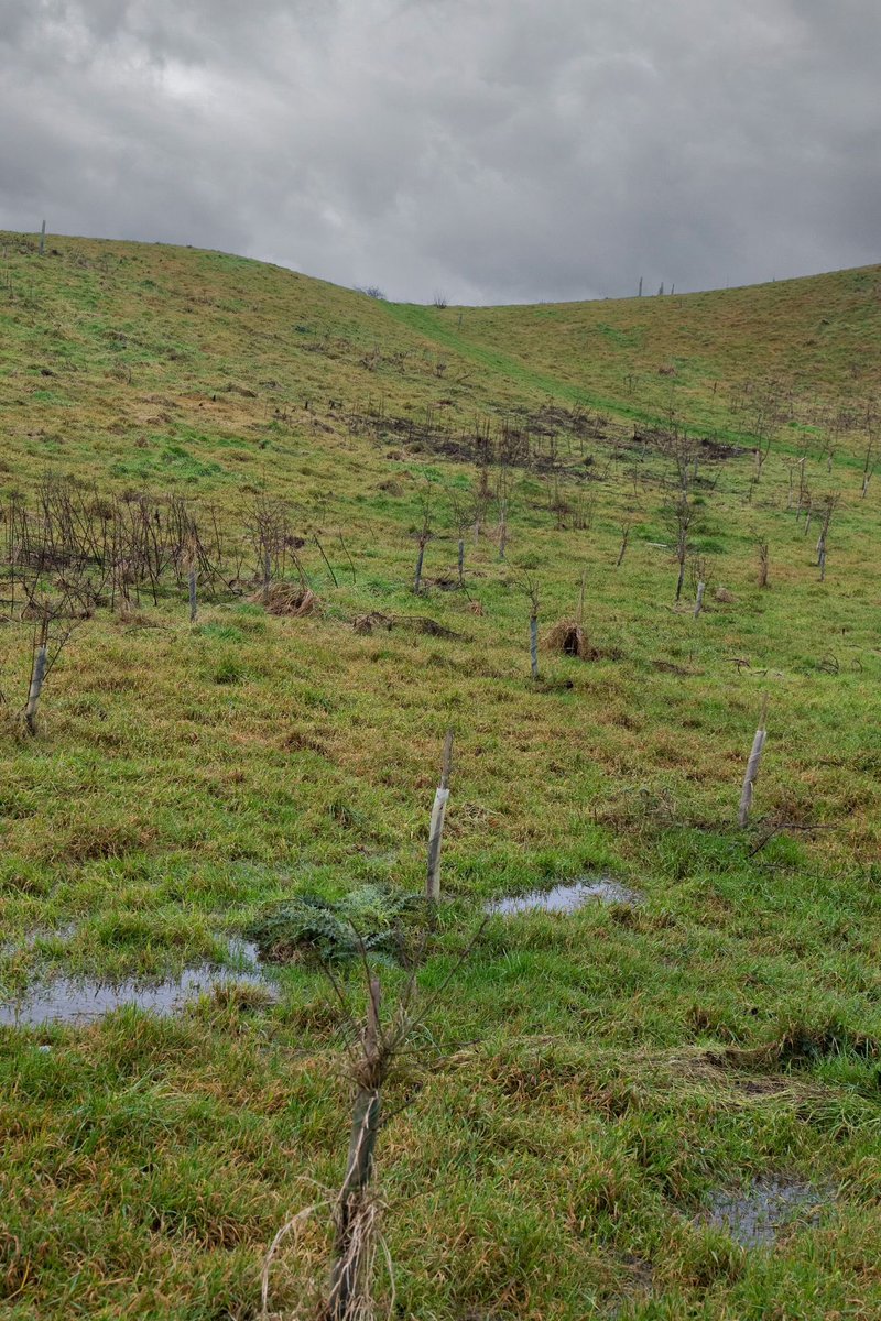 Alastair Driver tweet media