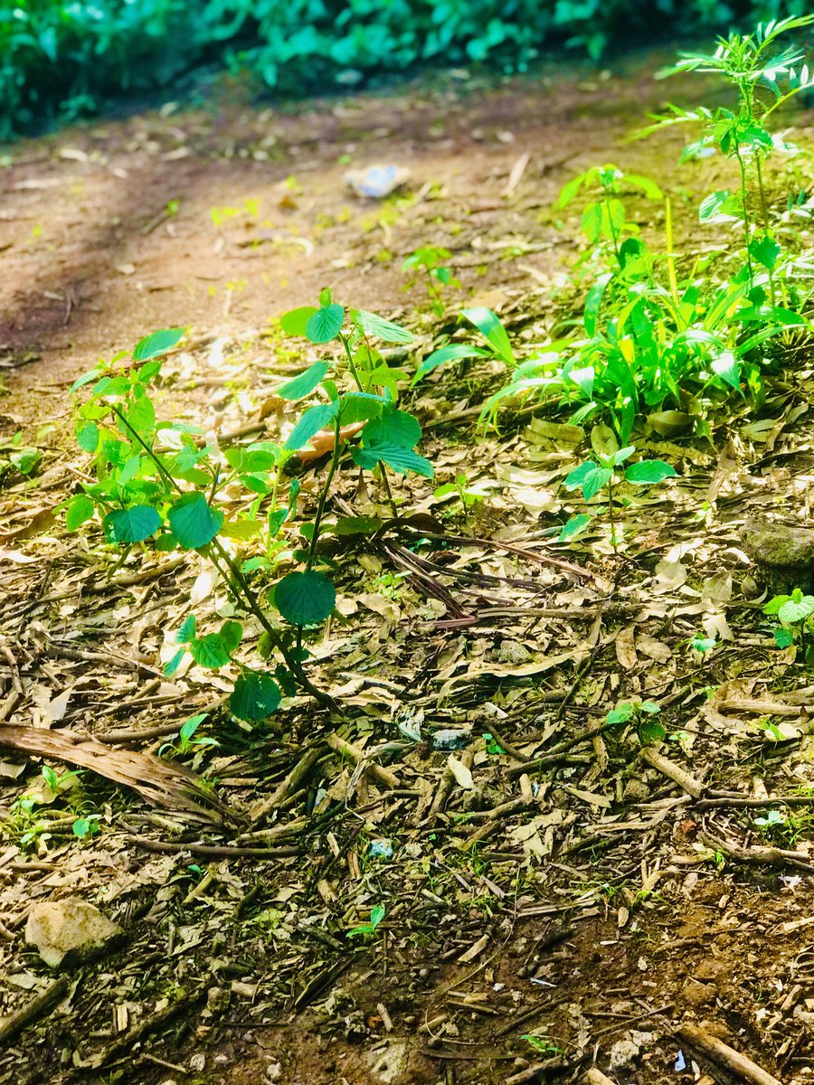 The nature