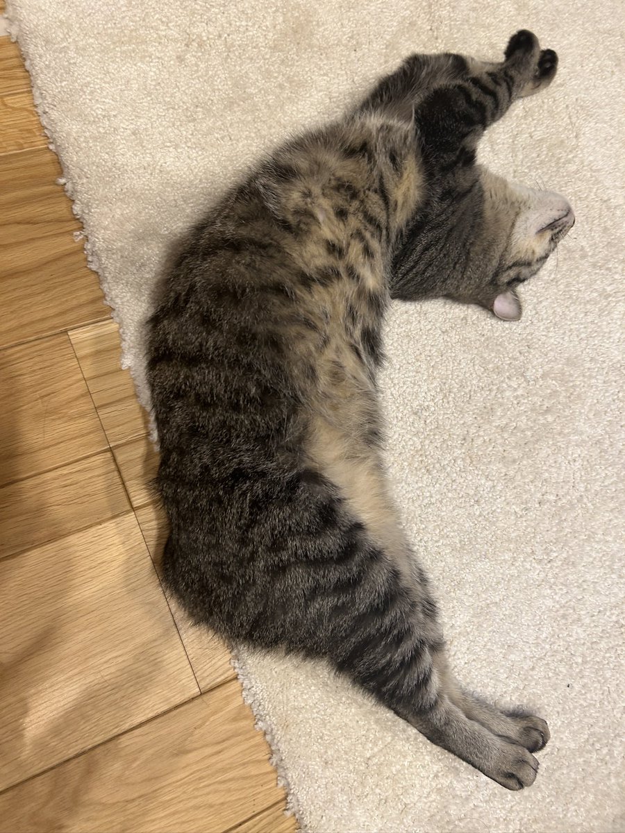 misodarecat's tweet photo. それどうやるのwww🤣
胴体が180°、、、笑

#猫のすいすい 
#猫好きさんと繋がりたい 
#猫のいる幸せ https://t.co/FRx0DAnAlm