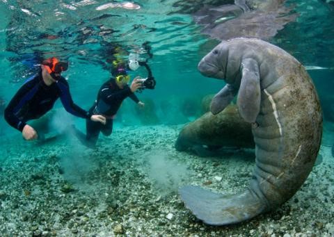 PlantationOnCR's tweet photo. Another great day at the Plantation Resort on Crystal River! Come see our beautiful "chubby mermaids." Book your stay & swim with the manatees tour today! Check it out https://t.co/ronRkfOi3U #savecrystalriver https://t.co/iRzCqCnphb