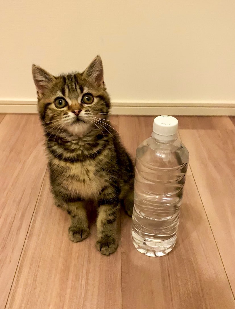 felixlevi46's tweet photo. 🐱😊 https://t.co/RP96CorLB7
