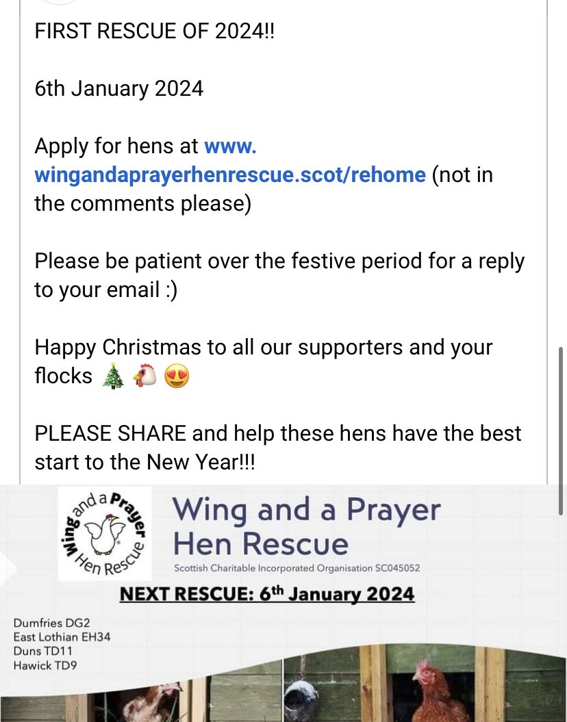 WAAP Hen Rescue (@waaphenrescue) on Twitter photo 