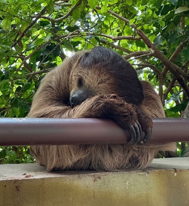 he's a literal sloth &amp; needs 20+ more hrs LET him sleep 😮‍💨🥺🫸🏻