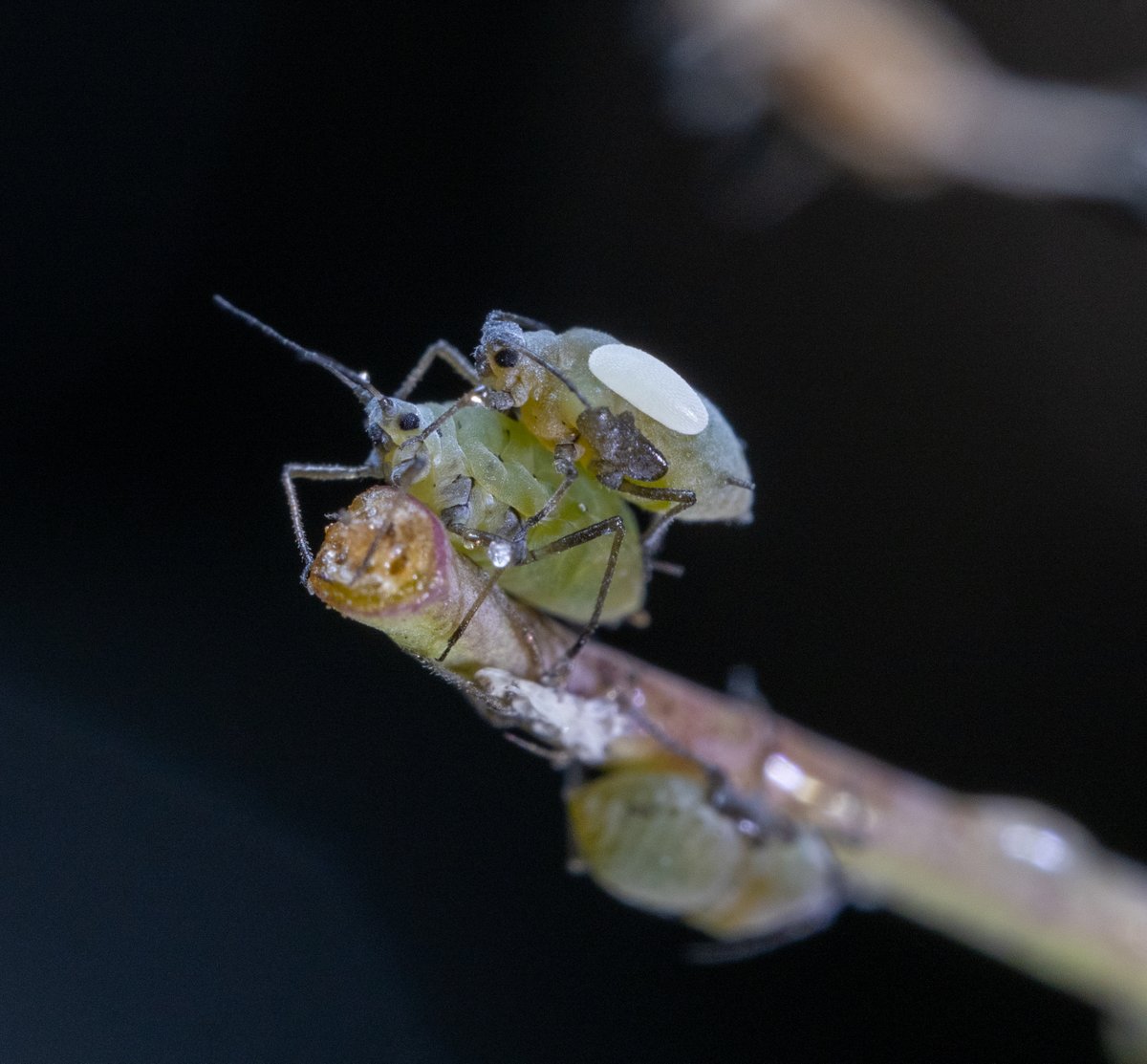 Has anyone else seen syrphids laying eggs ON aphids??

on wild brassicas, Charleston, SC
