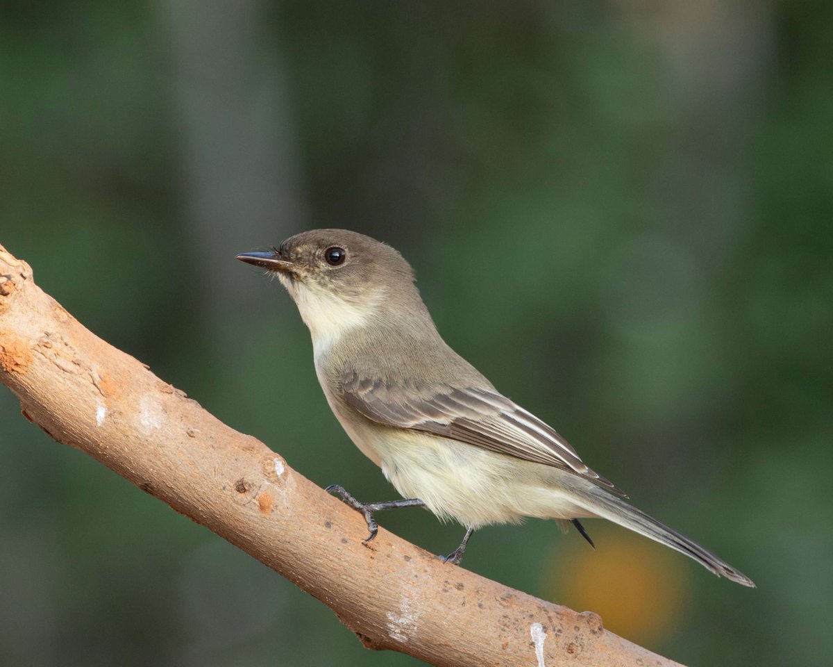 pnYoho's tweet photo. Trouvez un moucherolle à côtés olive près d’un couloir d’avalanche ou d’une forêt ancienne brûlée! #JournéeNationaleDesOiseaux
Comme d’autres oiseaux chanteurs, cette espèce décline en raison de nombreux facteurs. Apprenez-en plus sur les espèces en péril: https://t.co/jW0fB1wqcG https://t.co/GKhNtBXKH8