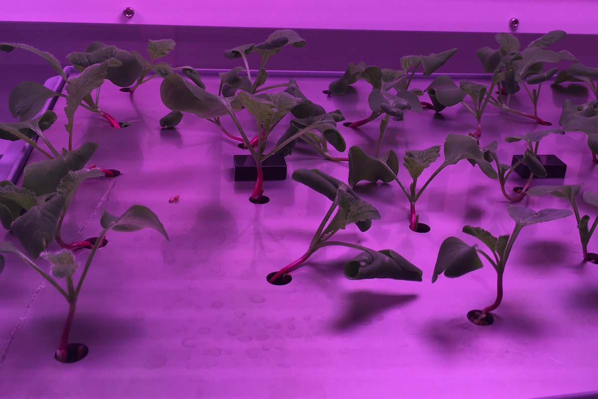 Space research at UF is launching into a new era with the creation of a space mission institute, supported by $2.5 million from President Ben Sasse's strategic funding initiative. Learn more: bit.ly/3H8pYfJ