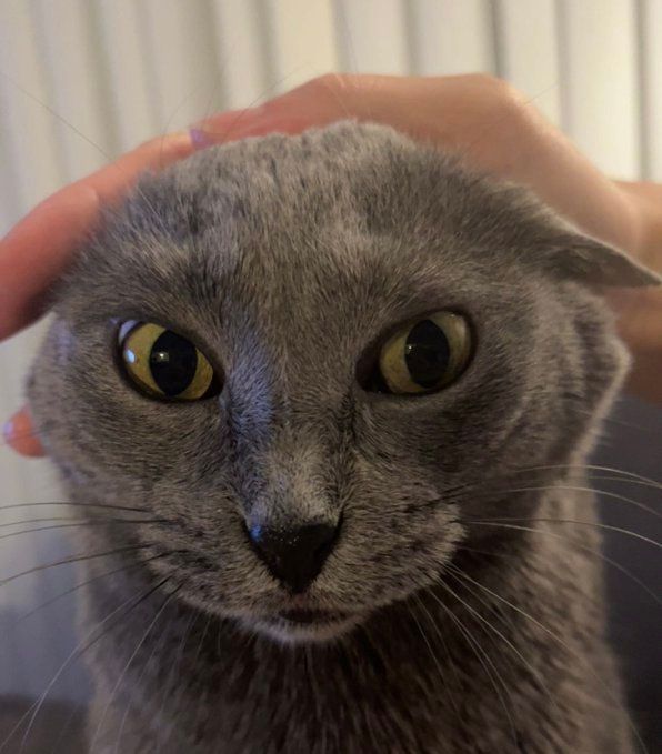 Cats with their heads held back tweet media