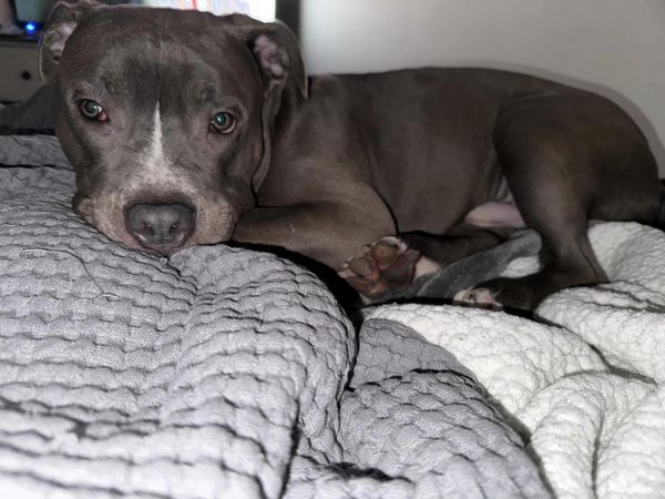 From the foster mom!

His name was Garbanzo, he was found tied up outside the shelter one night in September. She said, “He’s  been here for 4 months, he’s a great dog that keeps getting overlooked and if he isn’t reserved today he will be euthanized. He won’t get another chance,