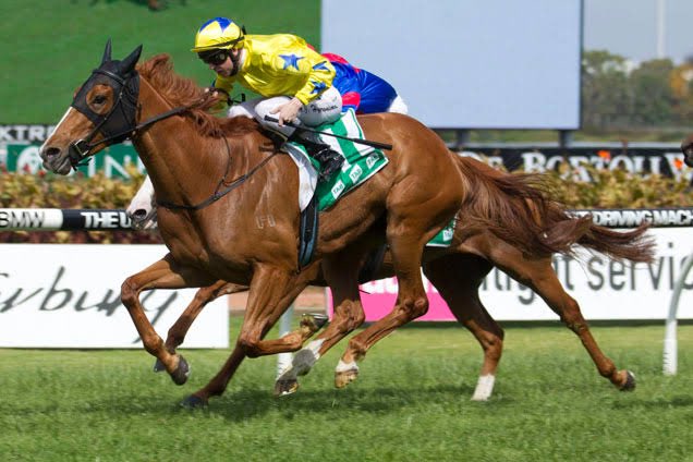 Back at Randwick today and look forward to seeing what our horse Magnatear can do today.