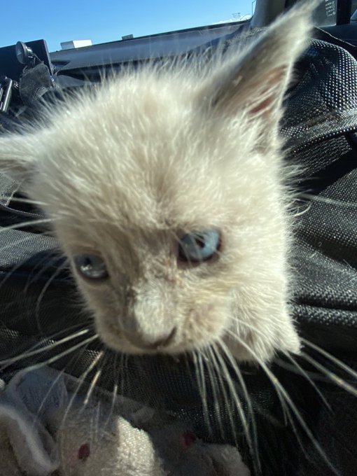 god bless my cat fostering mother 😭 https://t.co/SIgJdLRoif