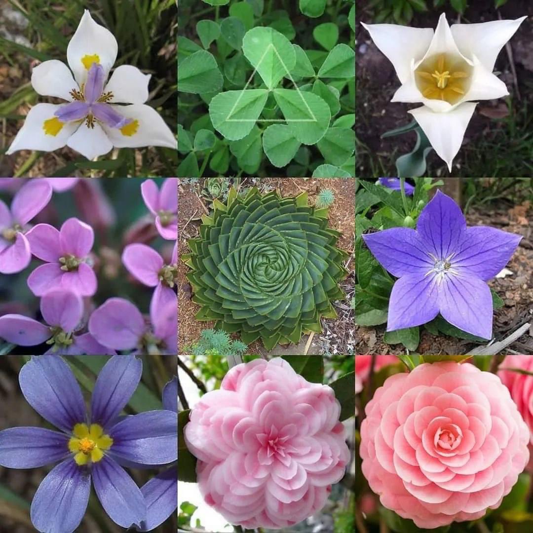 SawayamSri's tweet image. &quot;All the effects of Nature are only the mathematical consequences of a small number of immutable laws.&quot; ~ Pierre-Simon Laplace
 
#geometryinnature #nature #flowers #flower #natural #symmetry #laplace #pierresimonlaplace #quote #beauty #beautiful #naturallaw #mathematics