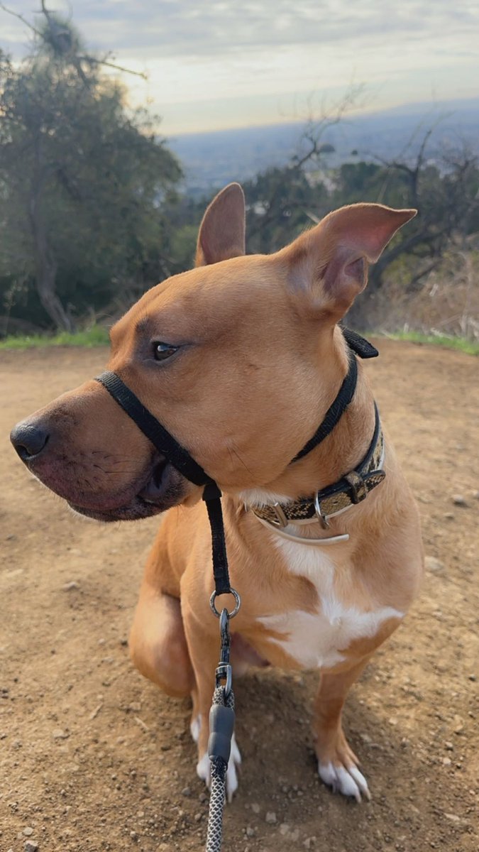 CamilaTsXXX's tweet photo. First hike of 2024
#hike #2024 #trans #louie #LA #LosAngeles #transLA #Griffithpark https://t.co/ptV8H4W6du
