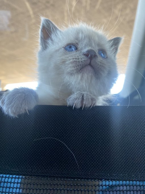 do they make brown contacts for kittens? their blue eyes are scaring me https://t.co/tmFtJU9eVC<a href="/tag/thehungergames"class="tags"><span>&#35;thehungergames</span></a><a href="/tag/theballadofsongbirdsandsnake"class="tags"><span>&#35;theballadofsongbirdsandsnake</span></a>