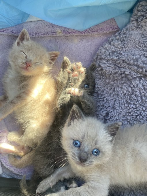 do they make brown contacts for kittens? their blue eyes are scaring me https://t.co/tmFtJU9eVC<a href="/tag/thehungergames"class="tags"><span>&#35;thehungergames</span></a><a href="/tag/theballadofsongbirdsandsnake"class="tags"><span>&#35;theballadofsongbirdsandsnake</span></a>